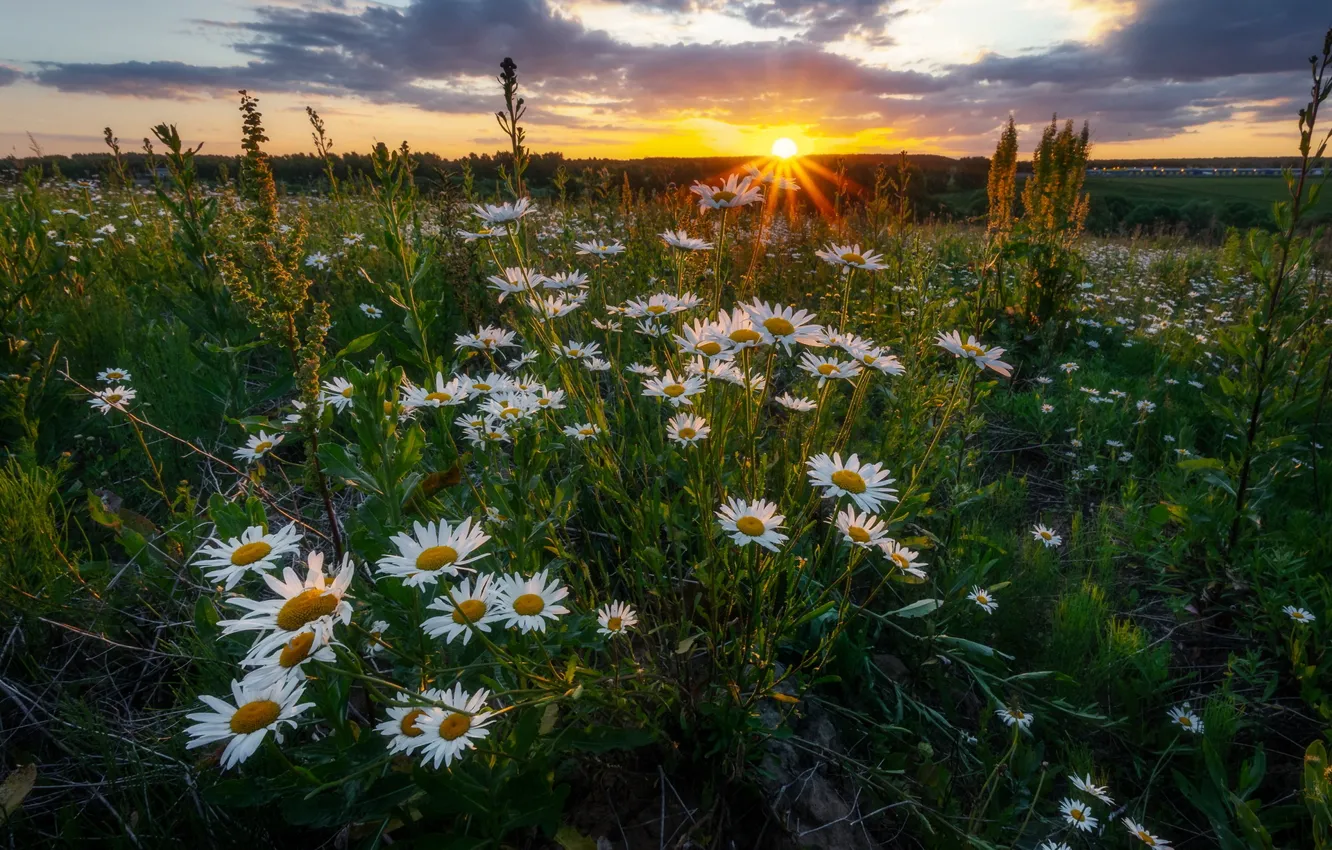 Photo wallpaper field, summer, the sun, clouds, sunset, flowers, chamomile, dal