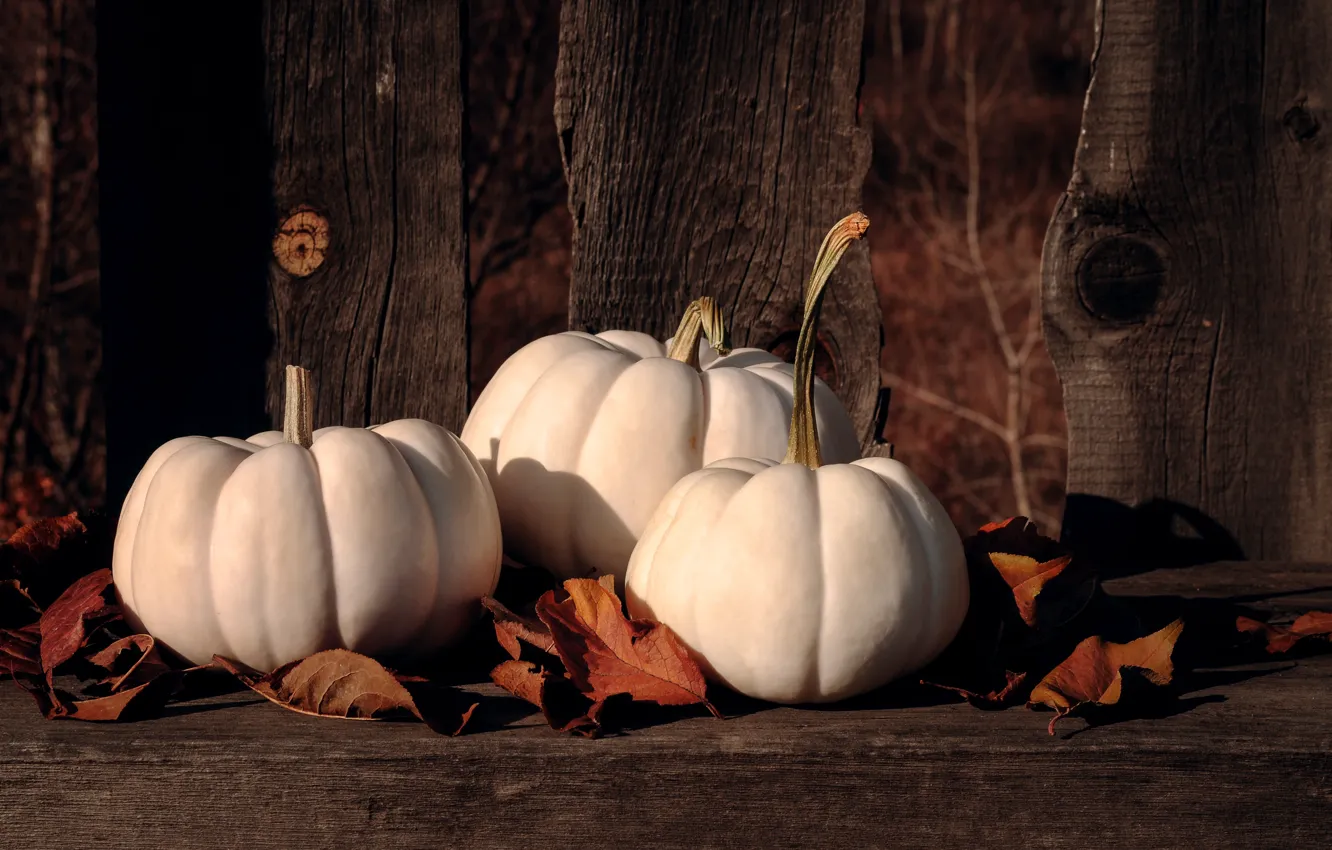 Photo wallpaper autumn, the dark background, Board, the fence, pumpkin, white, trio, autumn leaves