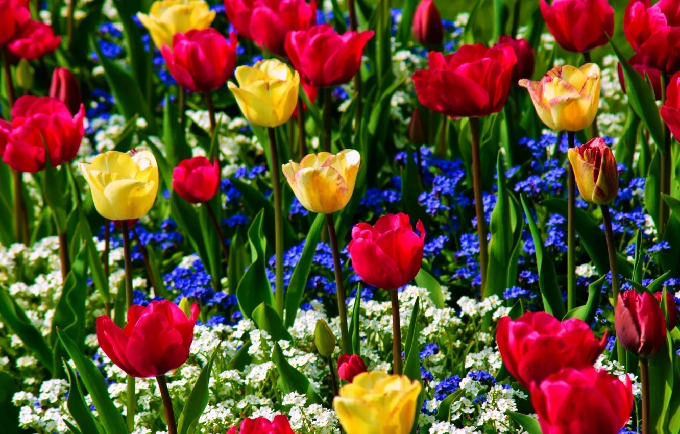 Photo wallpaper greens, yellow, red, nature, blue, tulips, white, flowers