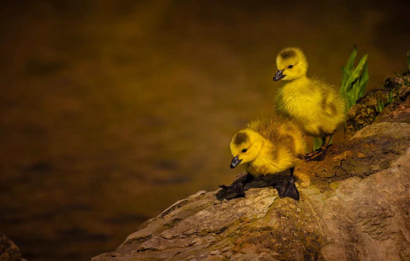 Photo wallpaper birds, a couple, ducklings, Chicks, two duckling