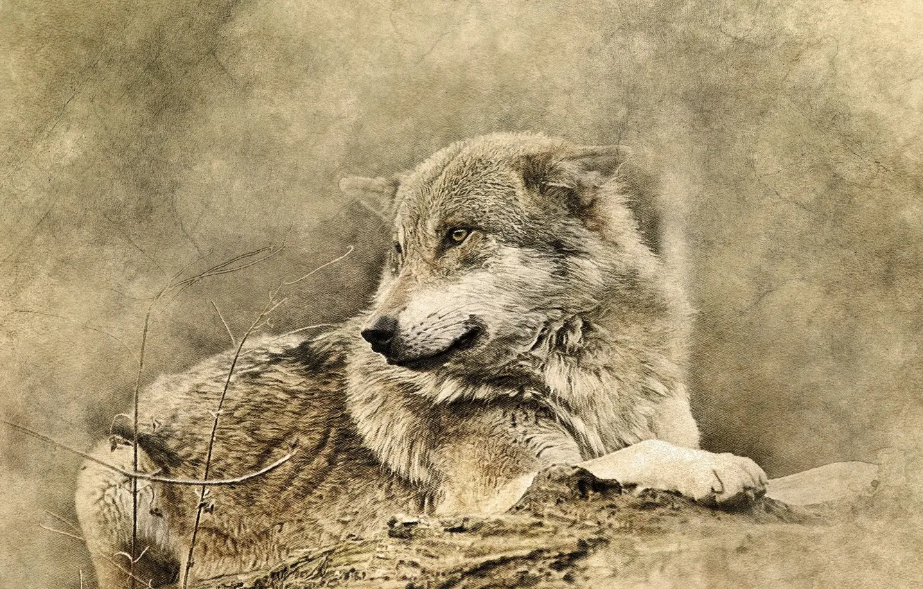 Photo wallpaper Predator, wolf, portrait, portrait., Canis lupus. face, Wolf art