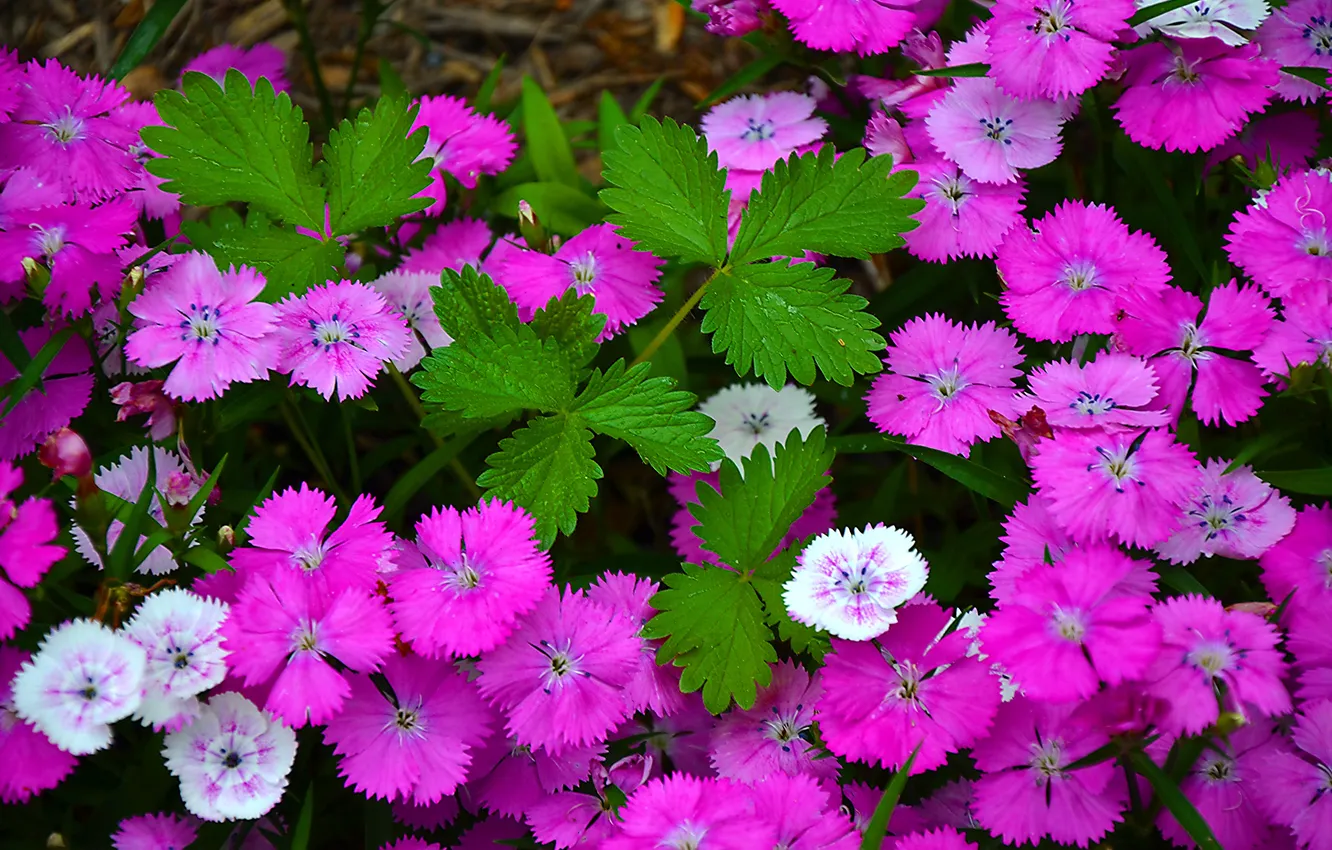 Photo wallpaper field, leaves, petals, meadow, flowerbed, carnation