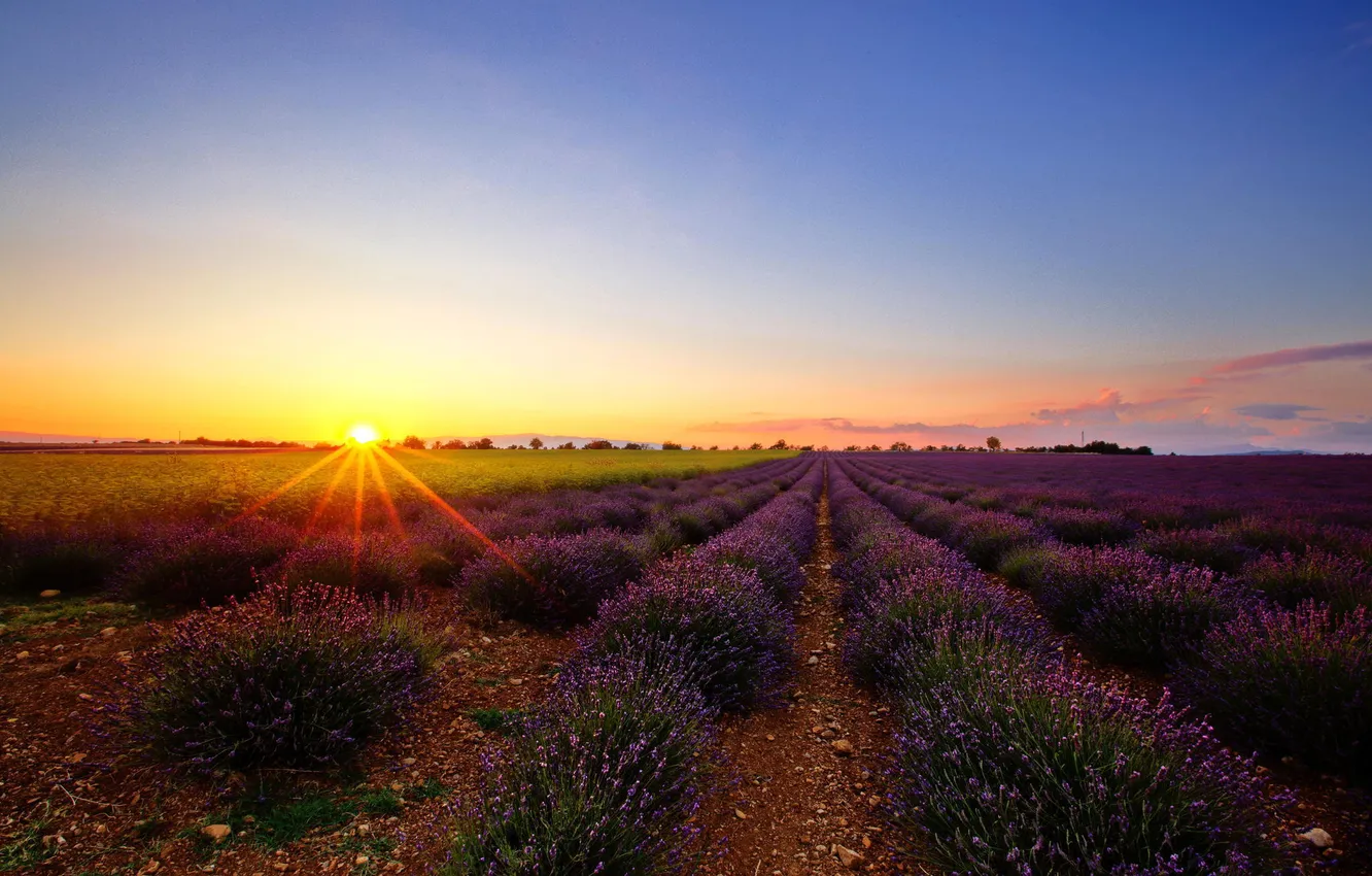Photo wallpaper field, the sky, the sun, rays, sunset, flowers, nature, France