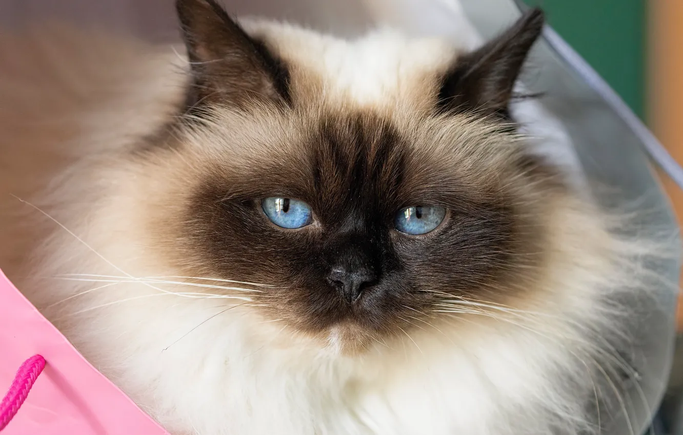 Photo wallpaper look, fluffy, muzzle, blue eyes, Burmese