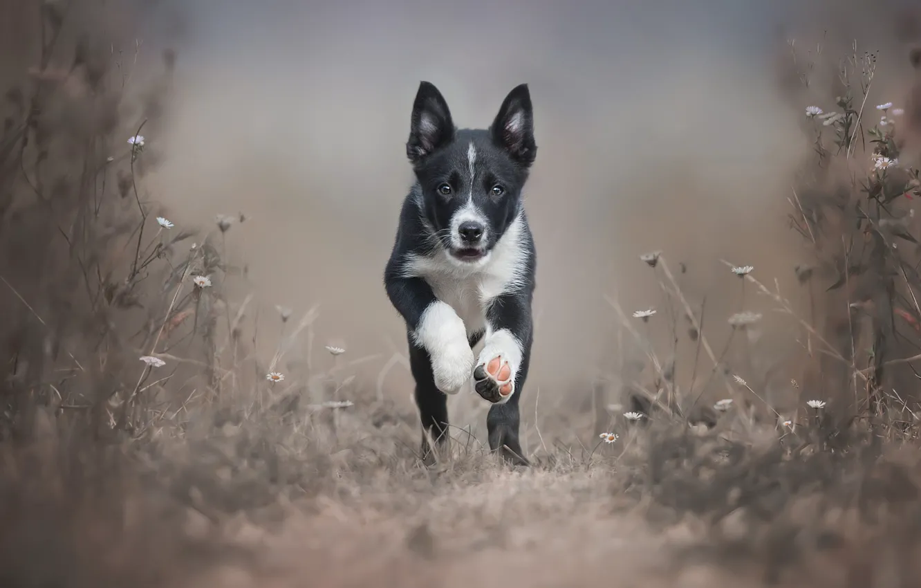 Photo wallpaper dog, dog, puppy, runs, breed, Border Collie