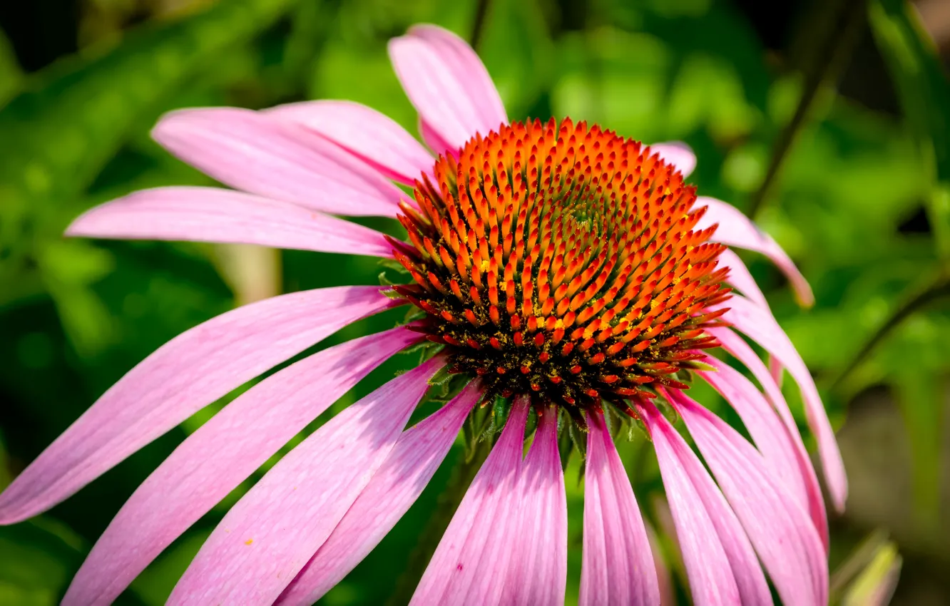 Photo wallpaper summer, bright colors, flowers, plant
