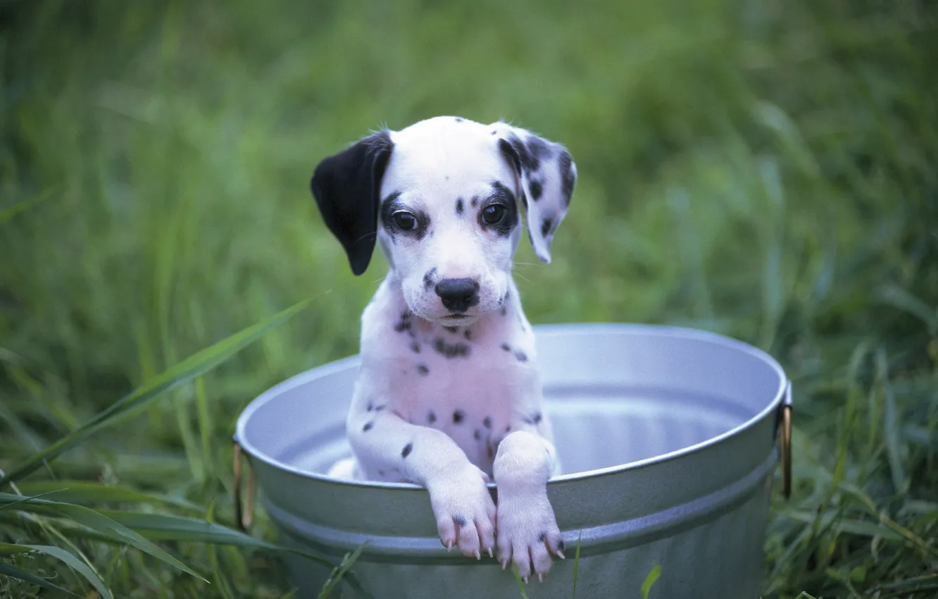 Photo wallpaper each, bucket, puppy, Dalmatians