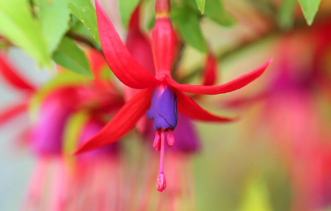 Photo wallpaper macro, bokeh, fuchsia