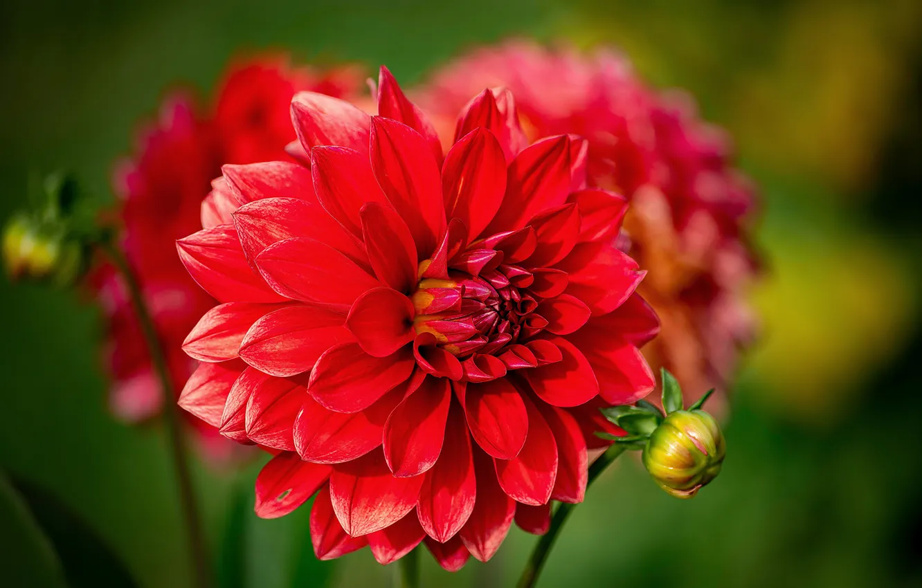 Photo wallpaper macro, light, petals, dahlias