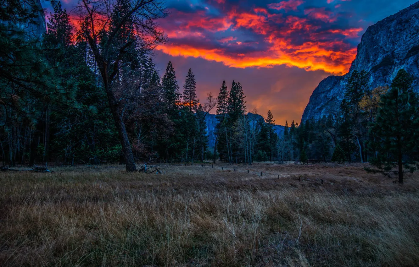 Photo wallpaper forest, trees, sunset, mountains, nature, Park