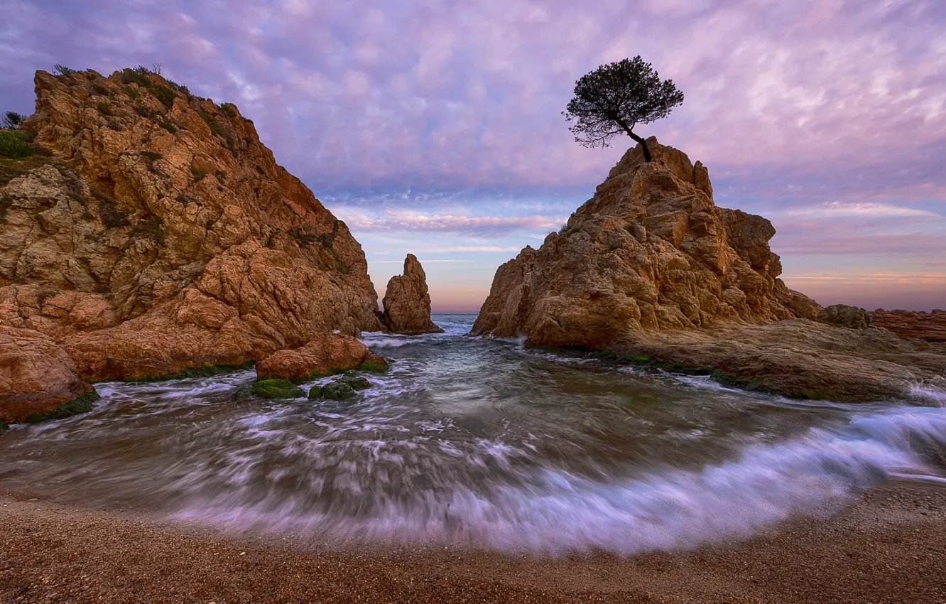 Photo wallpaper sea, beach, tree, rocks, Spain