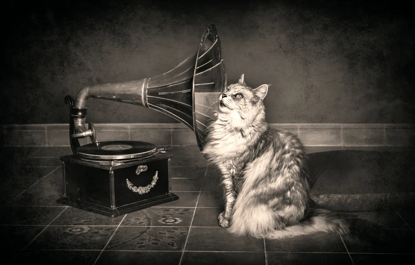 Photo wallpaper cat, gramophone, hearing