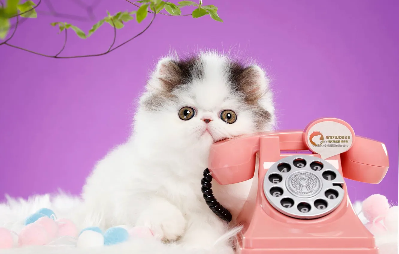 Photo wallpaper cat, look, pose, kitty, background, lilac, muzzle, phone