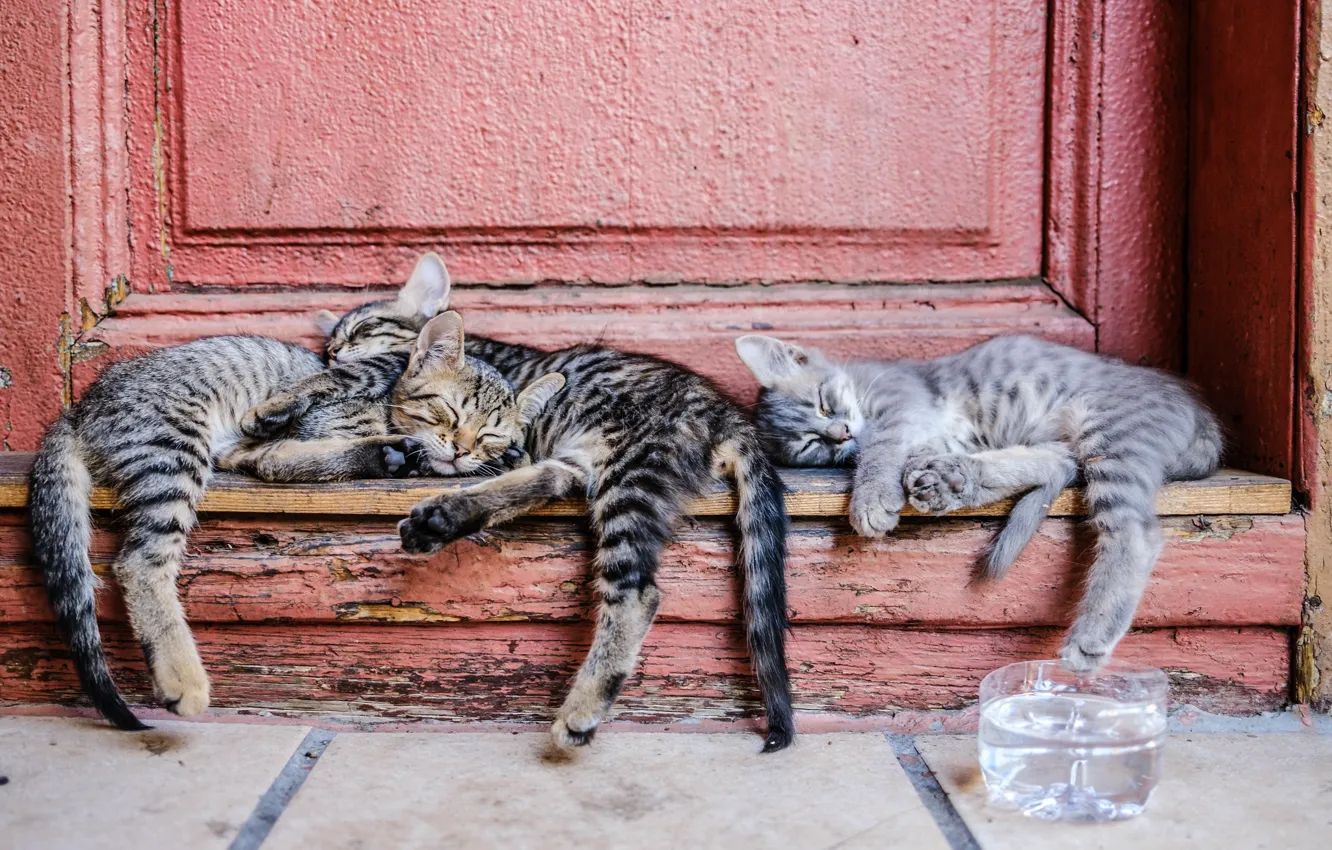 Photo wallpaper cat, stay, sleep