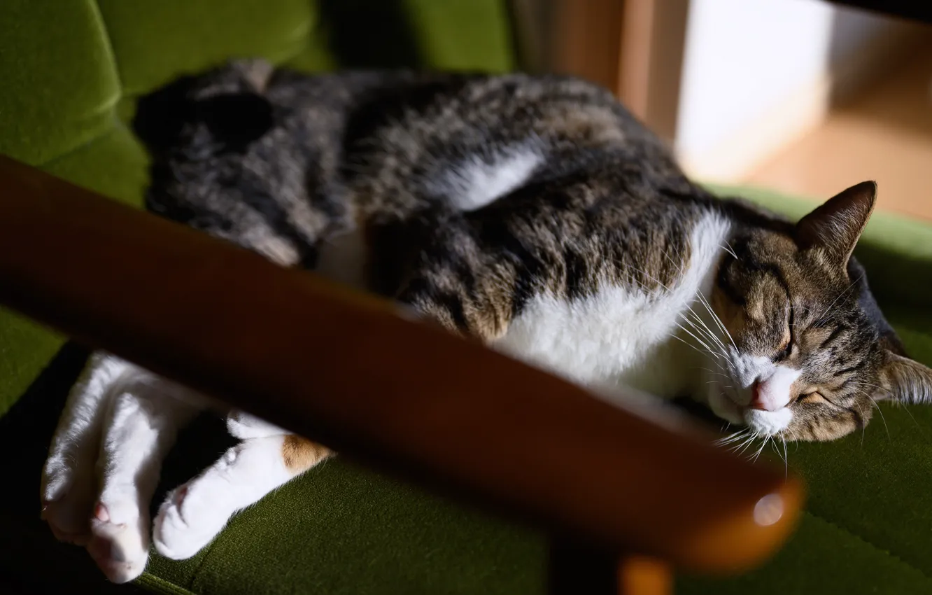 Photo wallpaper cat, cat, pose, grey, chair, sleeping, lies, striped