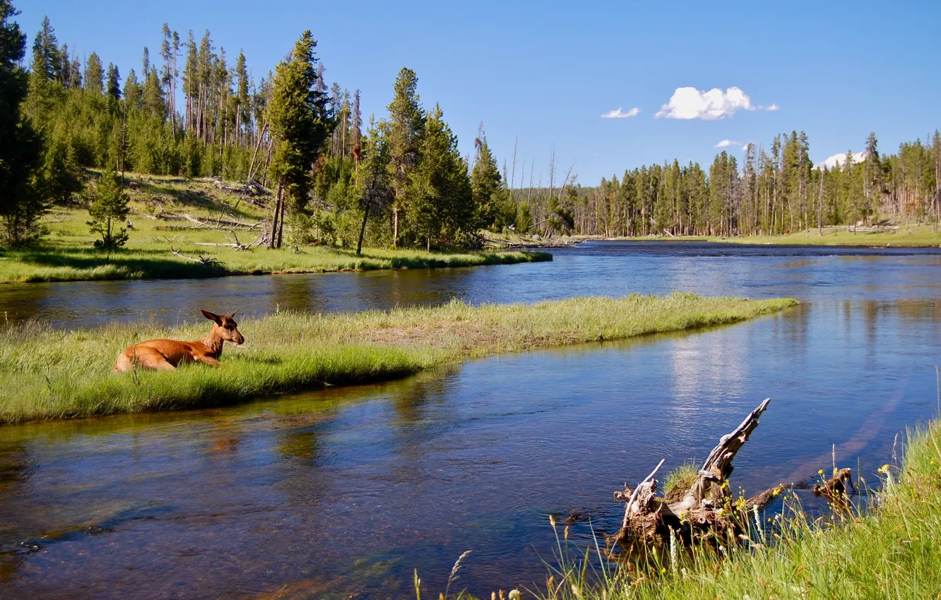 Photo wallpaper forest, nature, river, deer