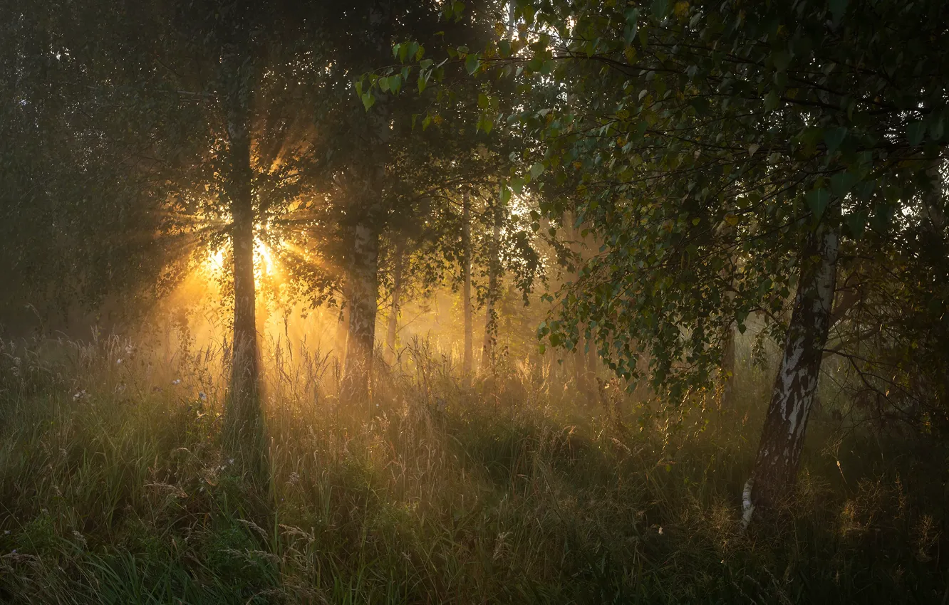 Photo wallpaper forest, the sun, rays