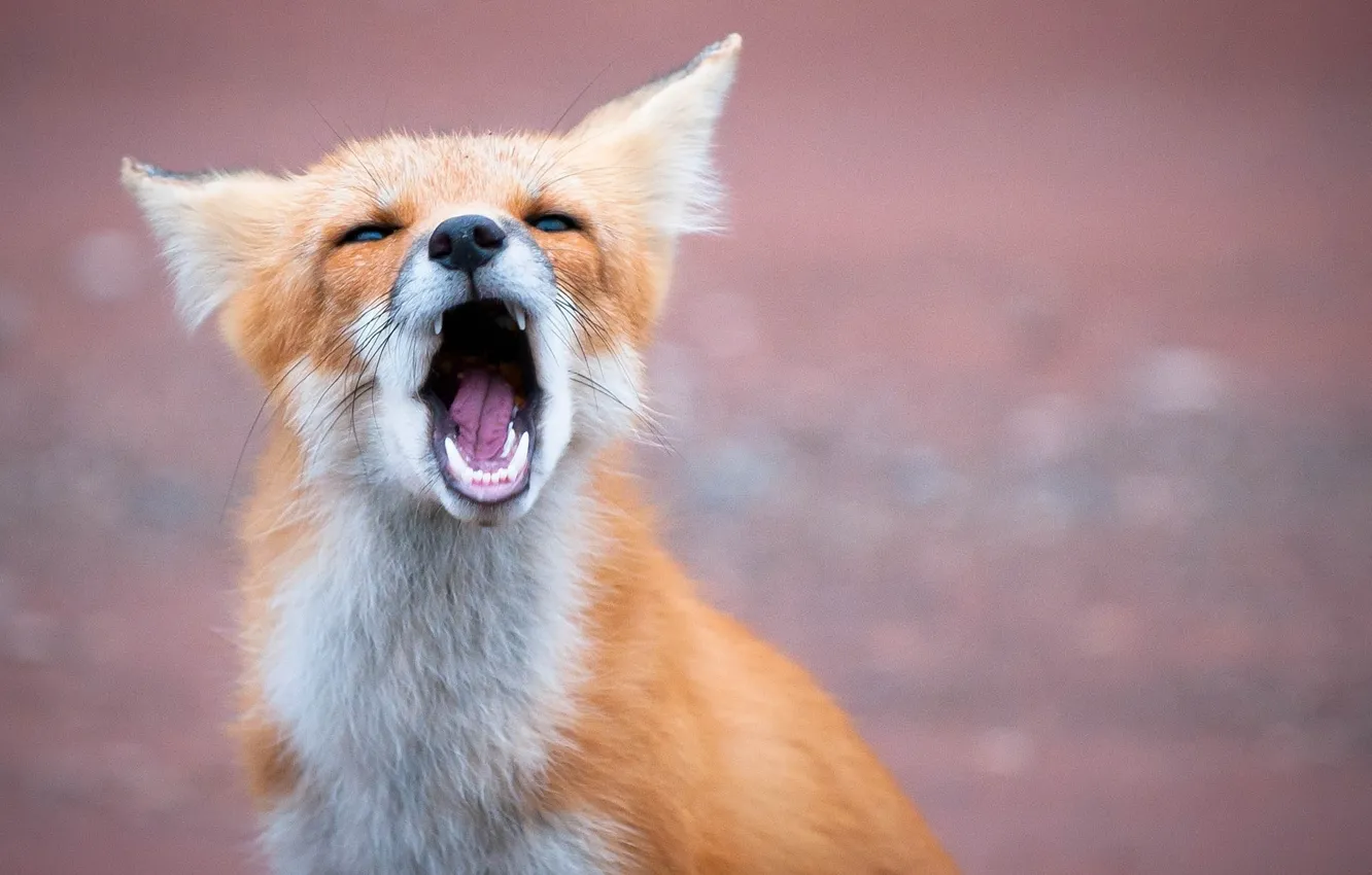 Photo wallpaper face, mouth, Fox, red, Fox