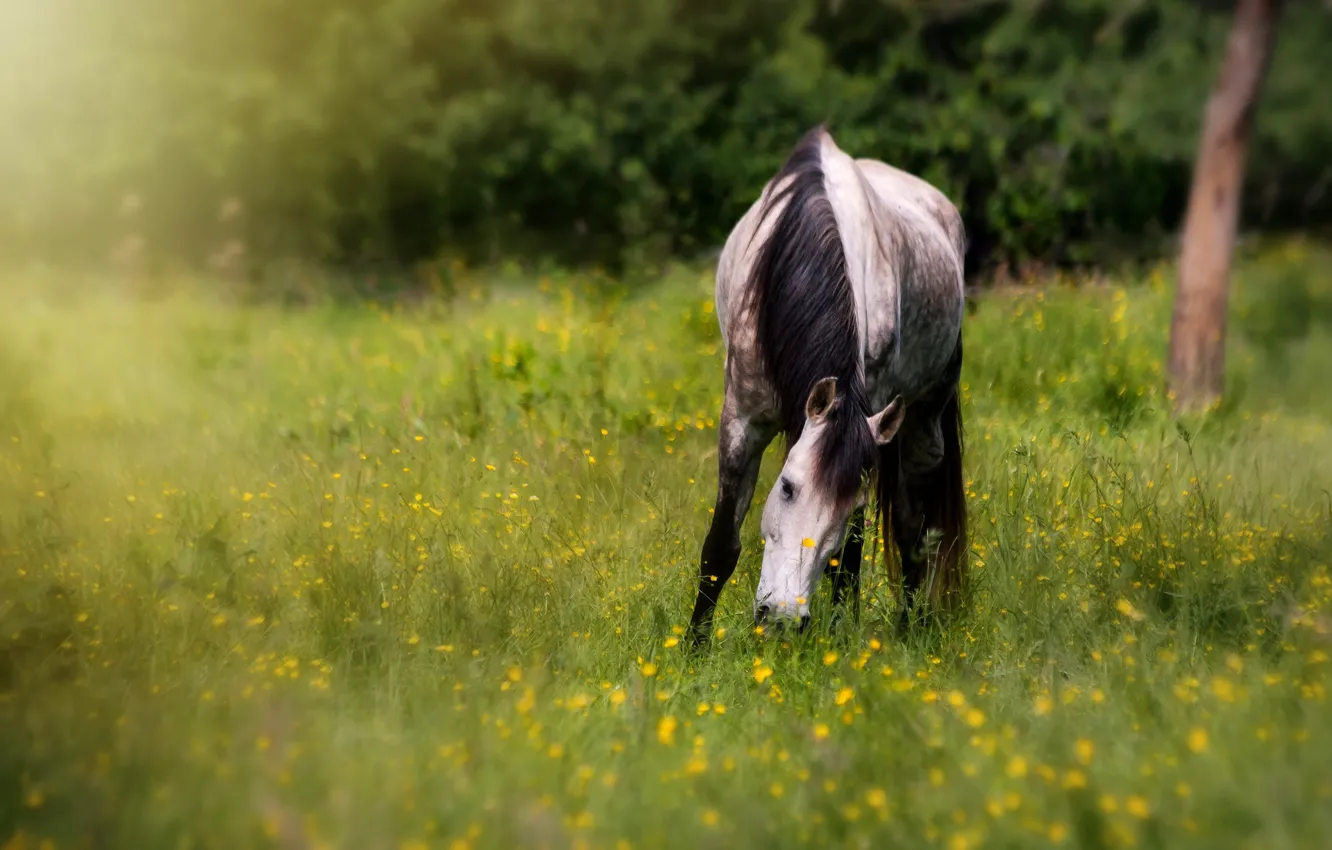 Photo wallpaper field, face, flowers, nature, pose, horse, horse, blur