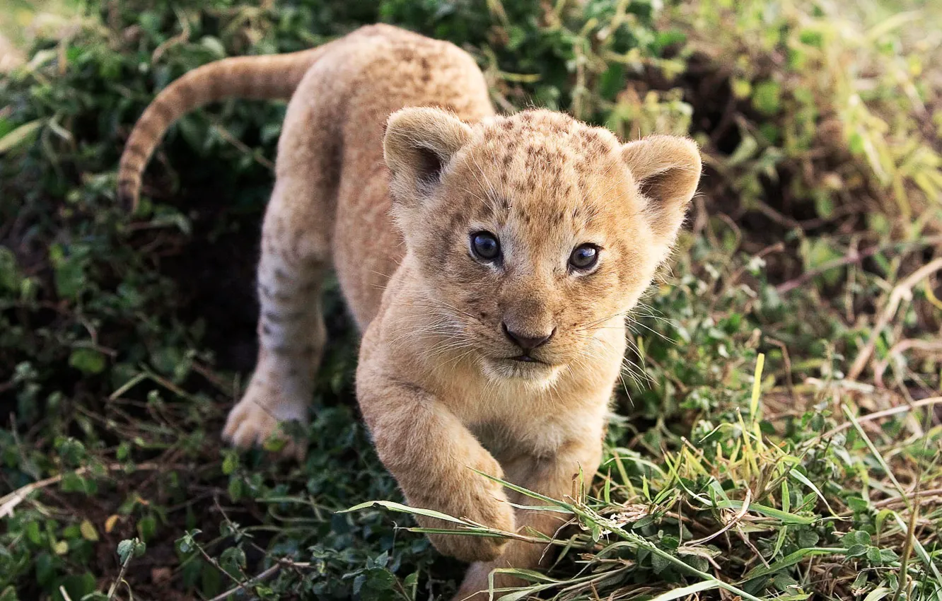 Photo wallpaper the world, day, lion