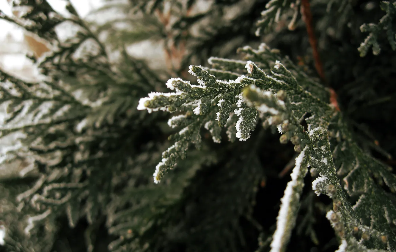Photo wallpaper nature, photo, spruce, macro branch
