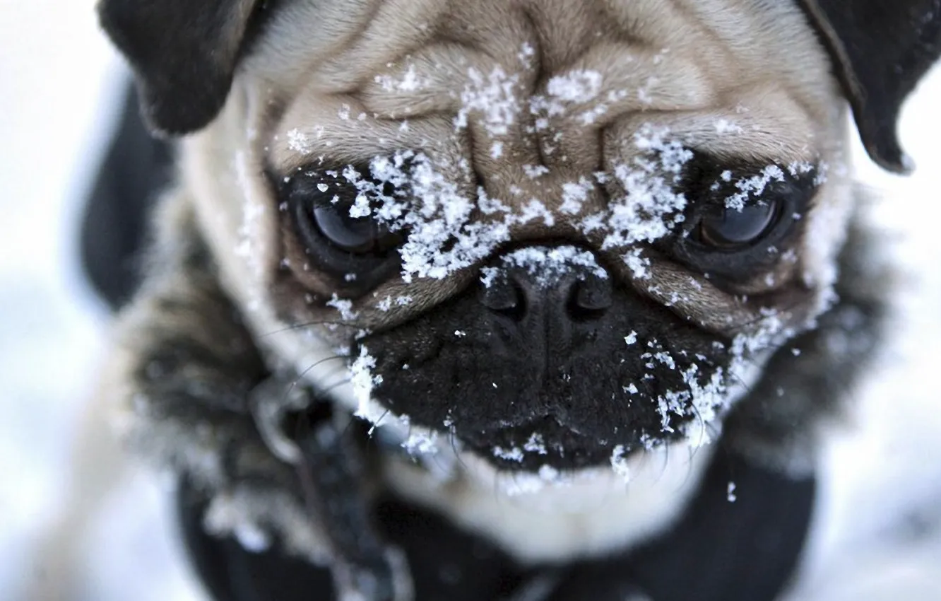 Photo wallpaper winter, face, snow, dog, pug, pretty face, eyes