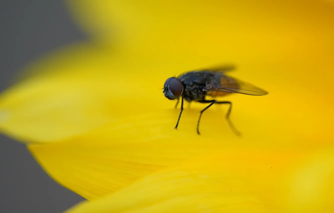 Photo wallpaper flower, fly, background