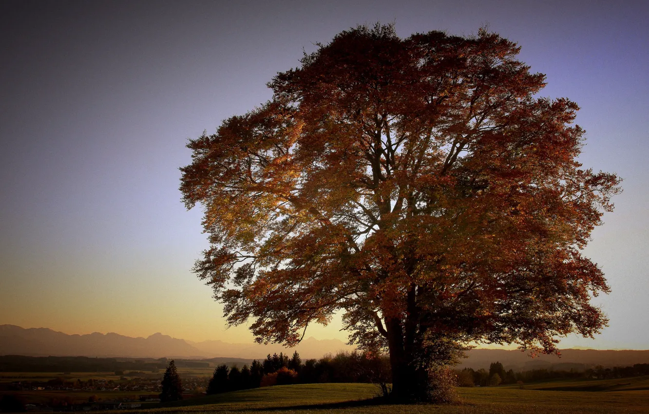 Photo wallpaper field, the sky, tree