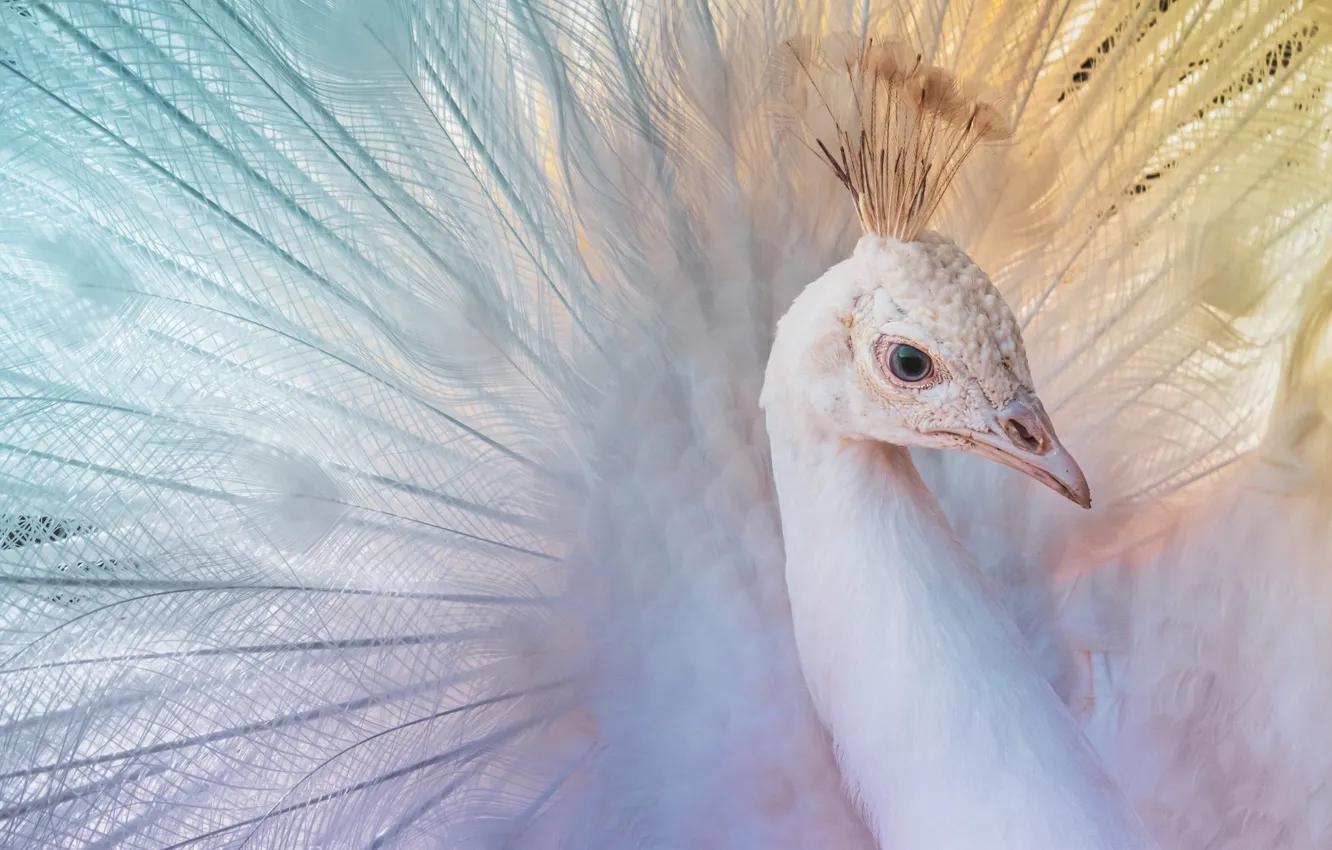 Photo wallpaper white, look, bird, tenderness, portrait, feathers, tail, peacock