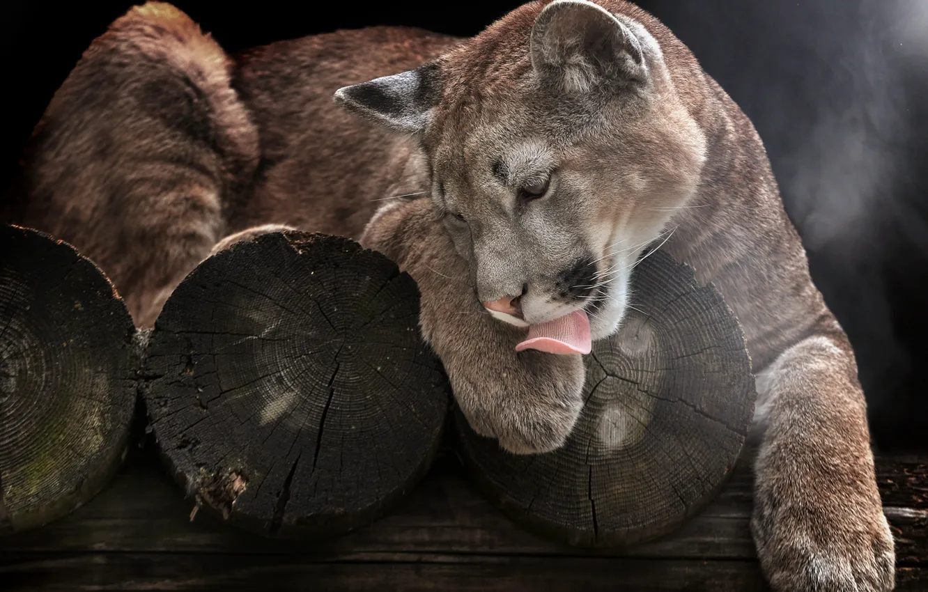 Photo wallpaper language, paws, wild cat, logs, Puma, Cougar, Mountain lion