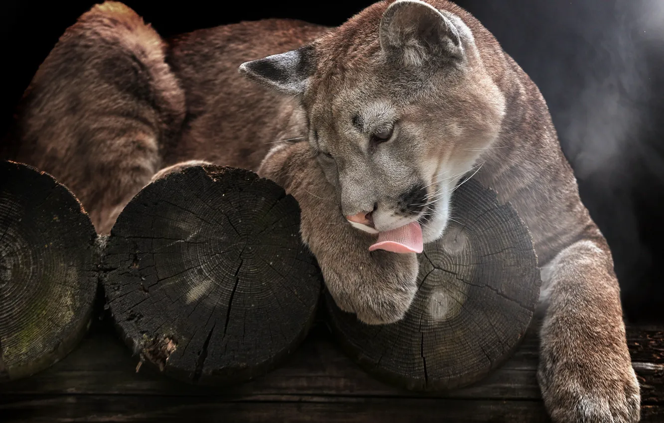 Photo wallpaper language, paws, log, Puma, wild cat, mountain lion, Cougar