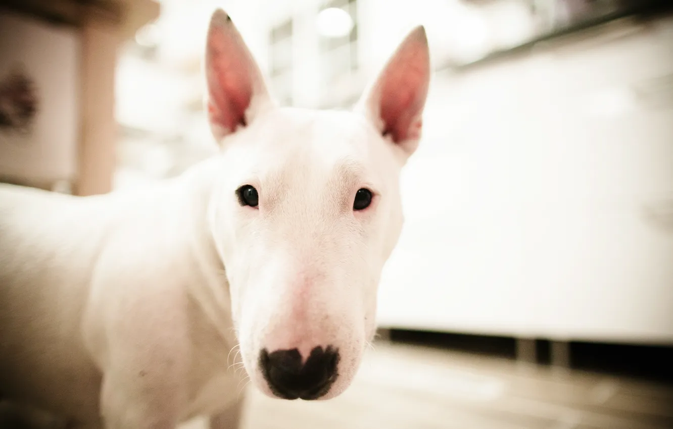 Photo wallpaper white, face, dog, bull Terrier, bubbles