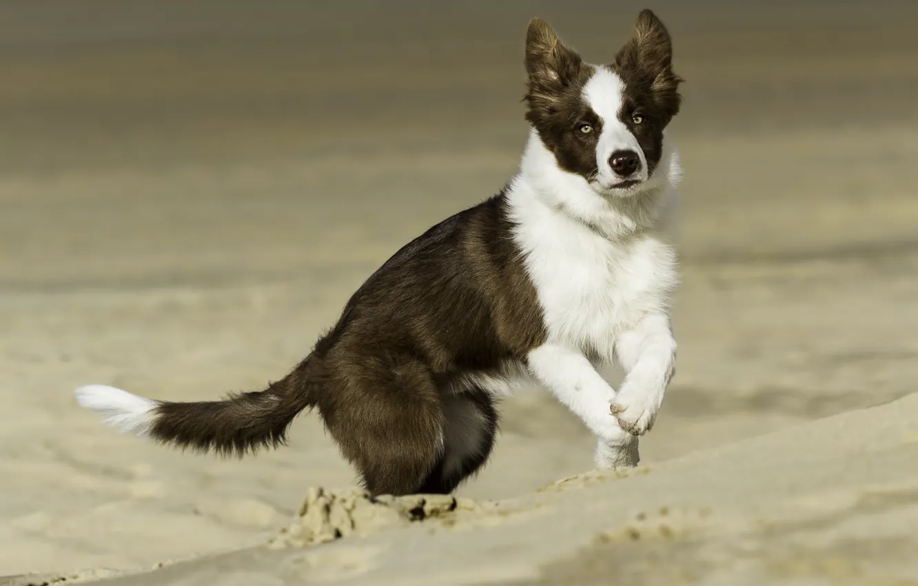 Photo wallpaper sand, eyes, dog, ears, white collar