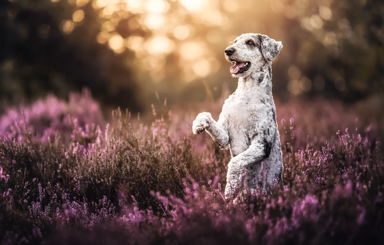 Photo wallpaper dog, paws, stand, Heather