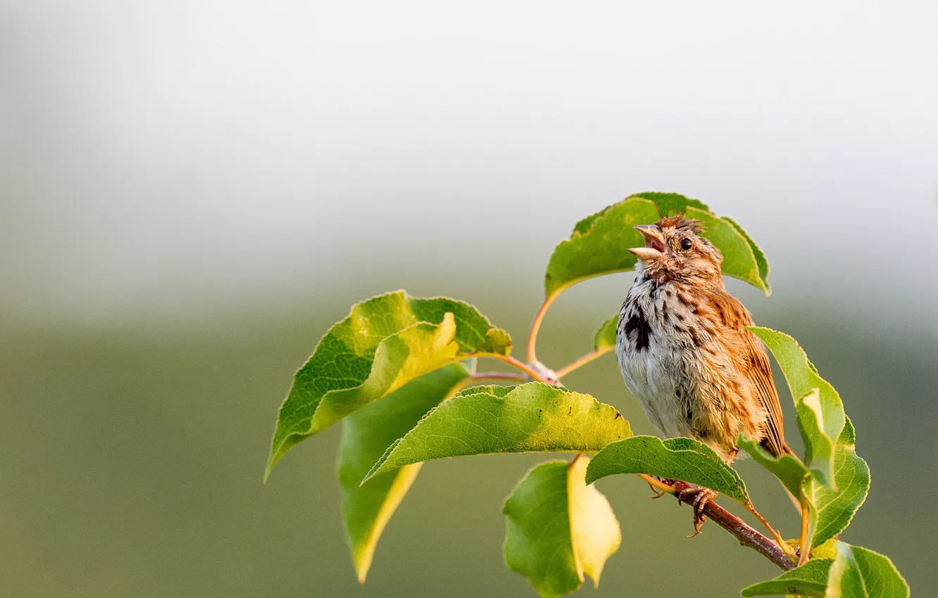 Photo wallpaper music, wildlife, sparrow, singing