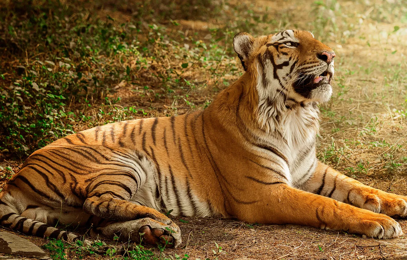 Photo wallpaper nature, tiger, pose, paws, lies