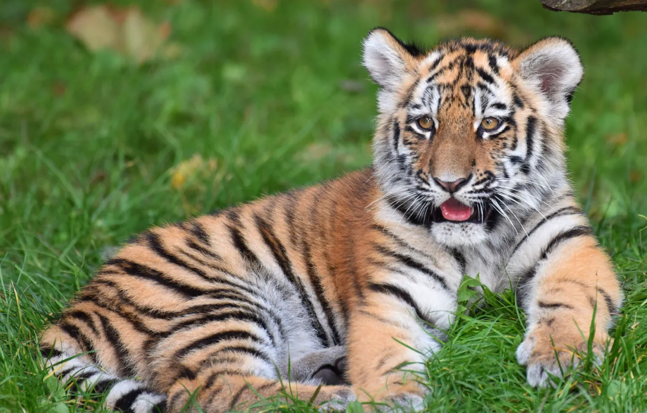 Photo wallpaper tiger, glade, baby, lies, face, tiger