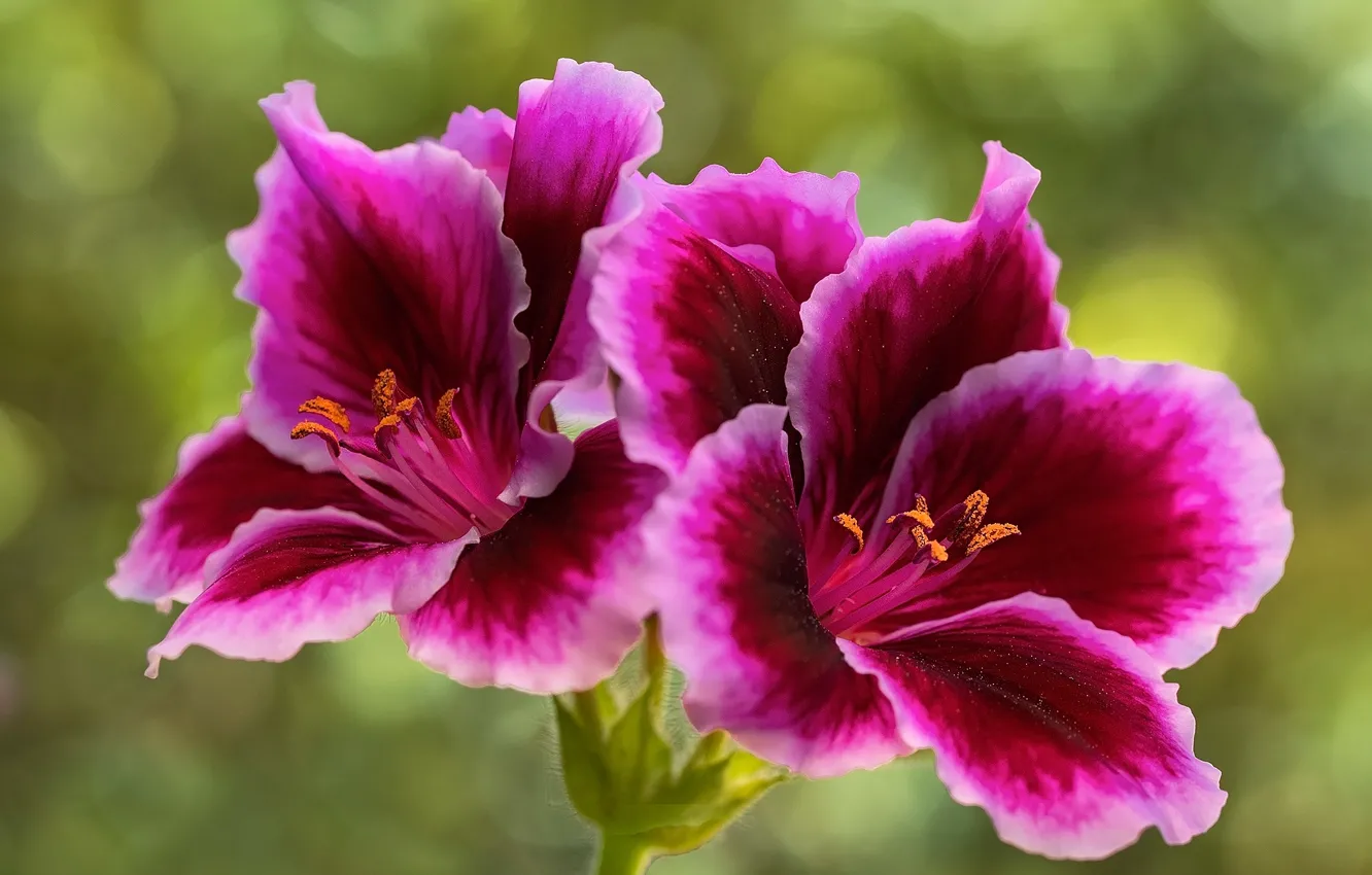 Photo wallpaper flowers, green, background, bright, petals, pink, lilac, bokeh