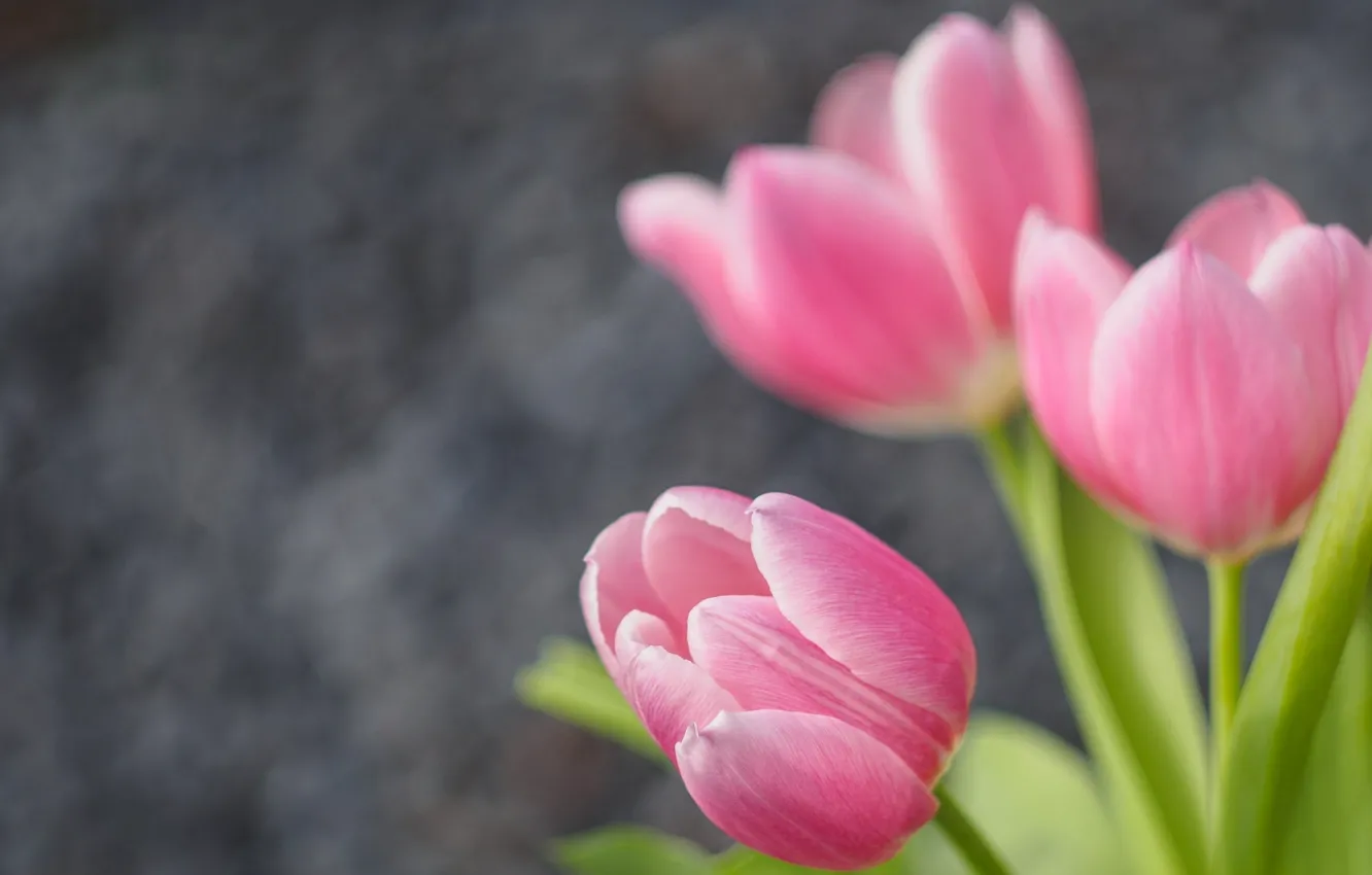 Photo wallpaper tulips, buds, bokeh