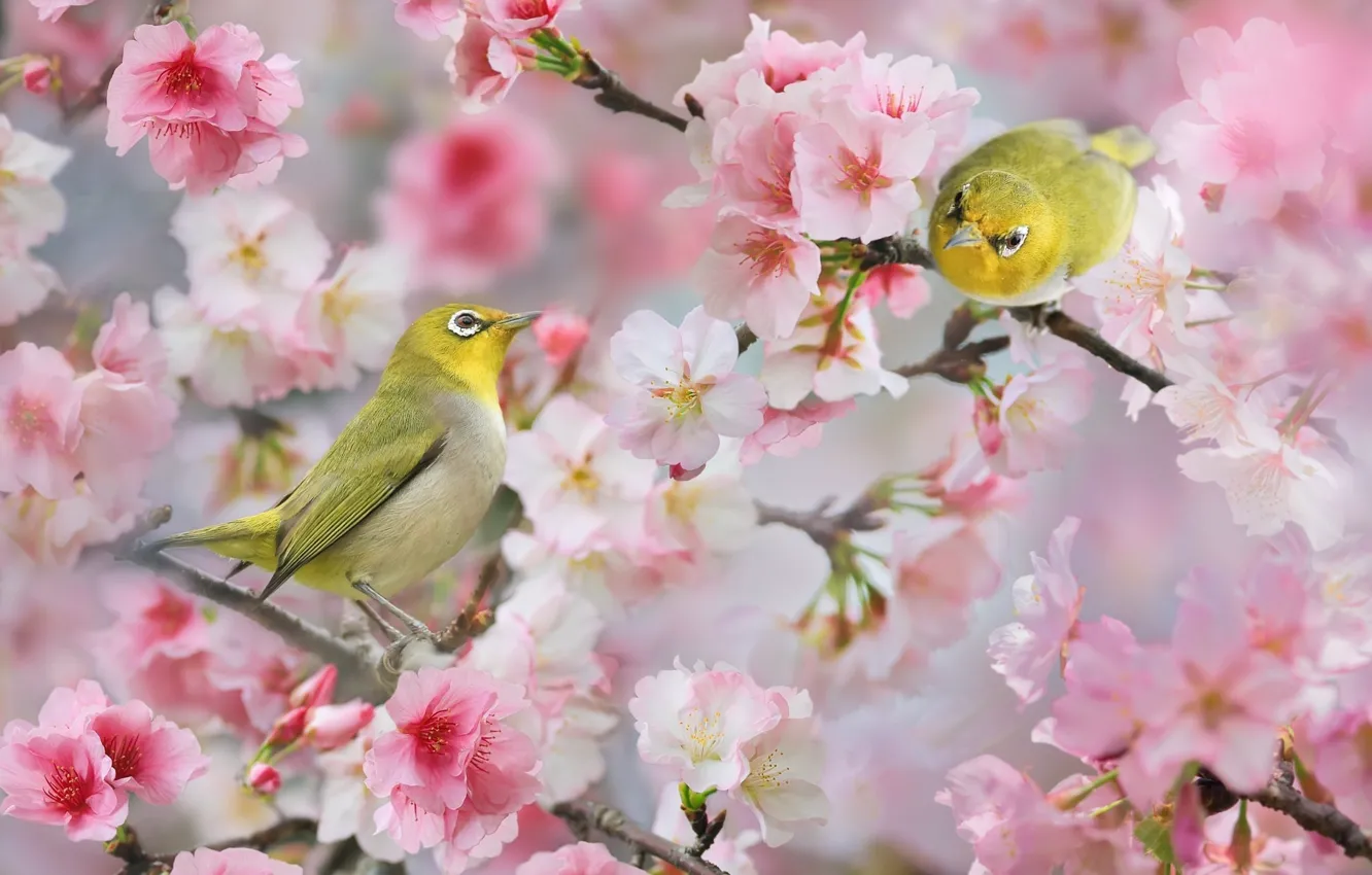 Photo wallpaper birds, branches, nature, spring, pair, flowers, bokeh, the white-eye