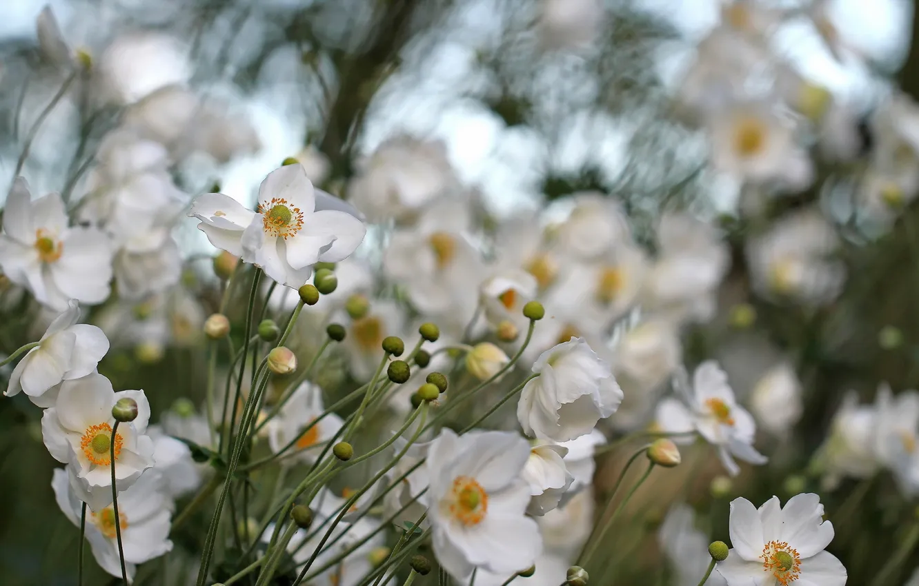 Photo wallpaper Flowers, ANEMONE HUPEHENSIS, Anemone