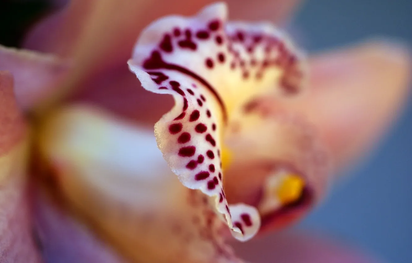 Photo wallpaper flowers, color, petals, Orchid, Phalaenopsis, phalaenopsis