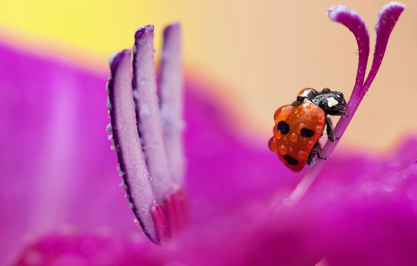 Photo wallpaper flowers, ladybug, pink