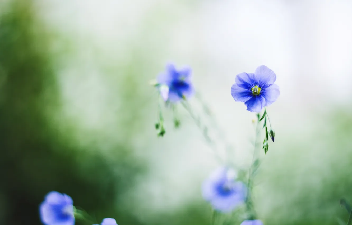 Photo wallpaper flowers, blue, petals