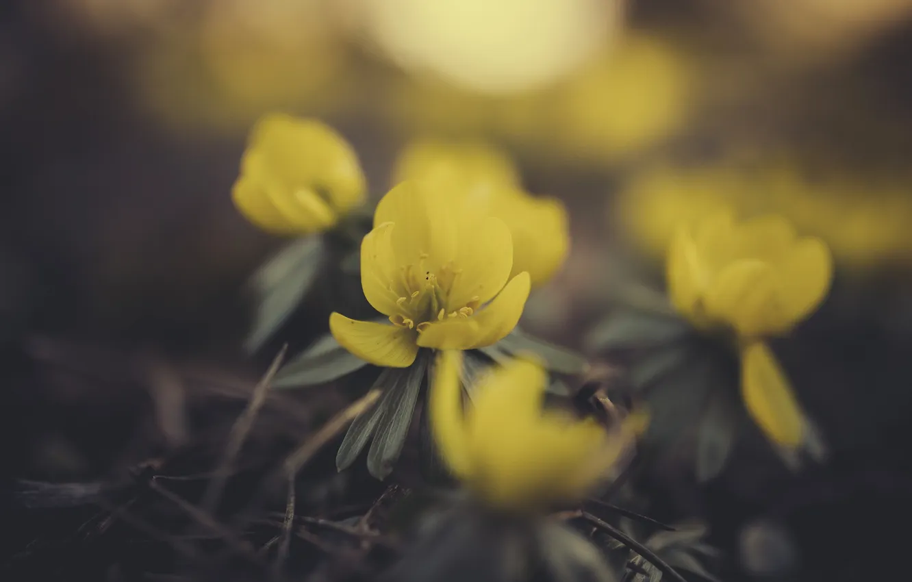 Photo wallpaper flowers, yellow, petals