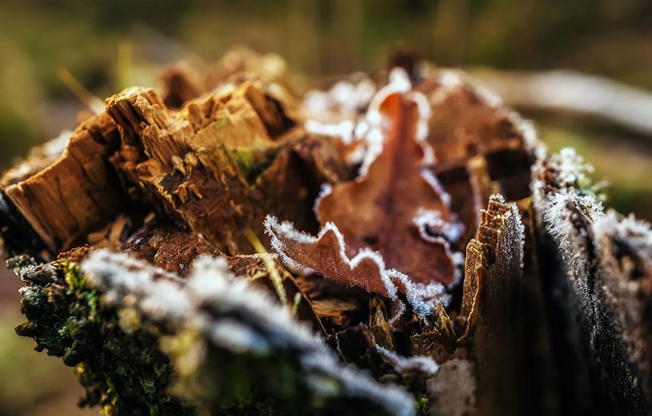 Photo wallpaper frost, sheet, moss, stump, bark
