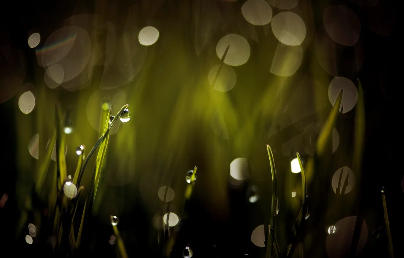 Photo wallpaper grass, leaves, water, drops, Rosa, blur, bokeh