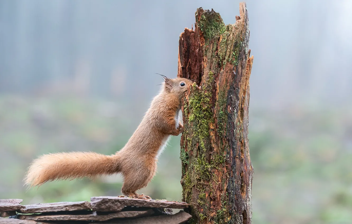 Photo wallpaper look, nature, pose, tree, stump, protein, trunk, red