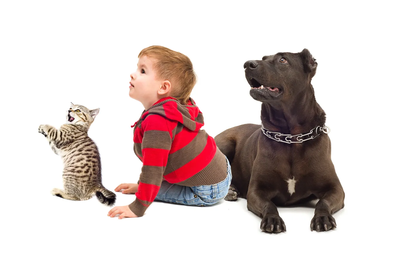 Photo wallpaper cat, child, dog, boy, background, boys, dogs, child