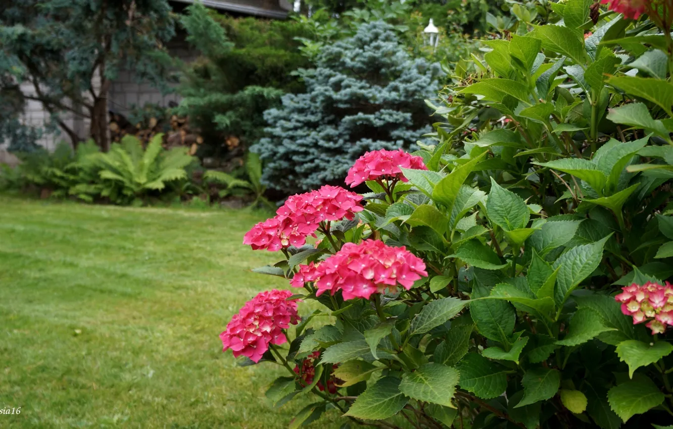 Photo wallpaper flower, garden, leaf, hydrangea